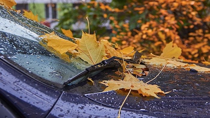 Jesienne liście na szybie i masce samochodu.