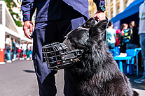 Pies patrolowy SOK w kagańcu.