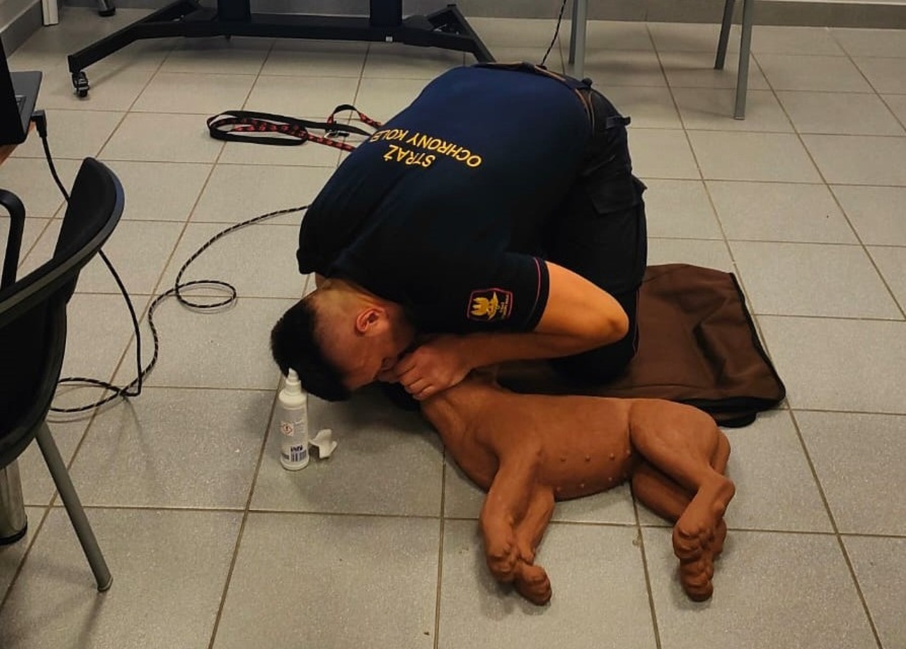 Funkcjonariusz udziela pierwszej pomocy psu (ćwiczenia z fantomem).
